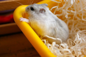 Średnia długość życia chomików dzhungarian Średnia długość życia chomików dzhungarian